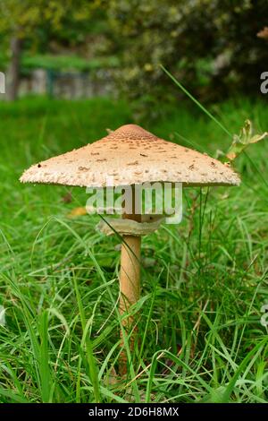 A fully grown specimen of Macrolepiota procera mastoidea, commonly known as parasol mushroom, in a meadow in Italy. Stock Photo