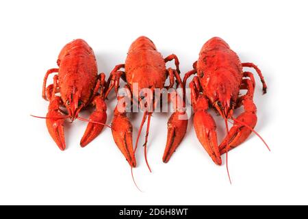 Boiled crawfish close up isolated on white Stock Photo