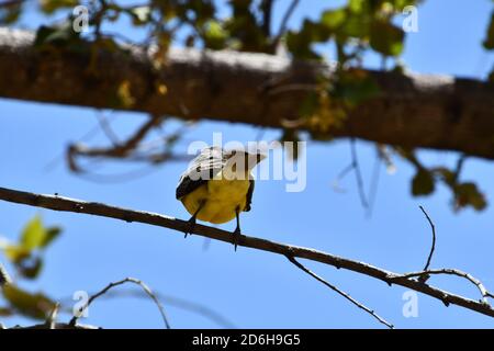 bird on a branch, photo as a background taken in Nicoya, Costa rica central america Stock Photo