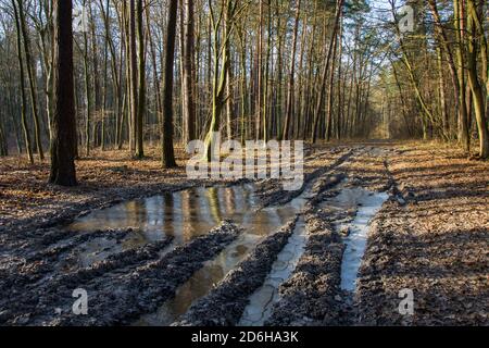 Frozen water on the road in the forest, view on a sunny day Stock Photo