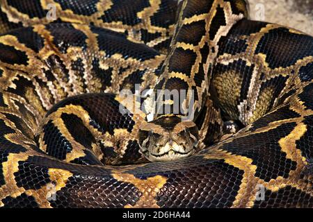 Closeup portrait of a coiled snake from front view. Reticulated python (Malayopython reticulatus) snake sometimes known as Royal Python or Ball Python Stock Photo