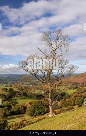 View overlooking the Vale of Clwyd from the Clwydian Range, North Wales Stock Photo
