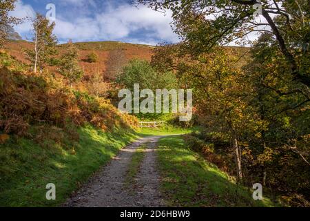 Path thought Coed Llangwyfan forest, Clwydian Range, North Wales Stock Photo