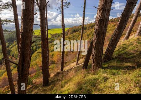 Coed Llangwyfan forest, Clwydian Range, North Wales Stock Photo