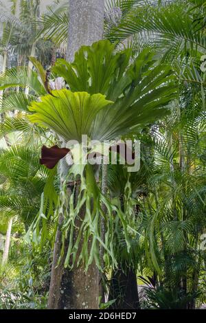 A Staghorn fern growing on the trunk of a palm tree in Australia. Stock Photo