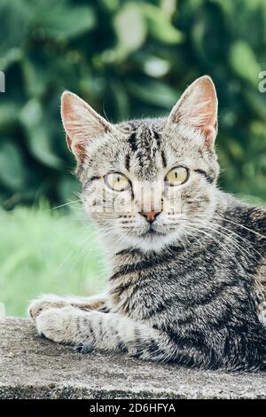 striped black grey kitten is looking confused in the camera Stock Photo