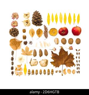 Autumn dried leaves, flowers, walnuts, pine cones on white background. Autumn, thanksgiving day concept. Flat lay, top view Stock Photo