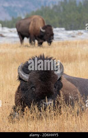 American Bison aka buffalo male bull laying in grassy meadow Stock ...