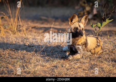 Africa, Zambia, South Luangwa National Park. African Painted Wolf, aka Painted Dogs or African Wild Dog (WIKD: Lycaon pictus) Stock Photo