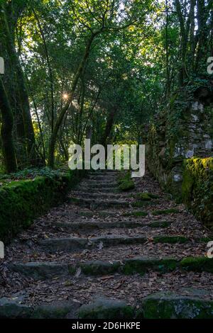 Beautiful mysterious stairs in the forest walk in Tibães Monastery gardens Stock Photo