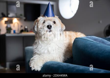 Dog laying on a blue couch Stock Photo - Alamy