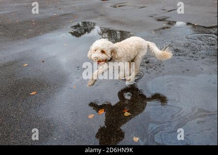 Cockapoo dog enjoys a splash in a puddle with reflection and carrying a rubber ball. Stock Photo