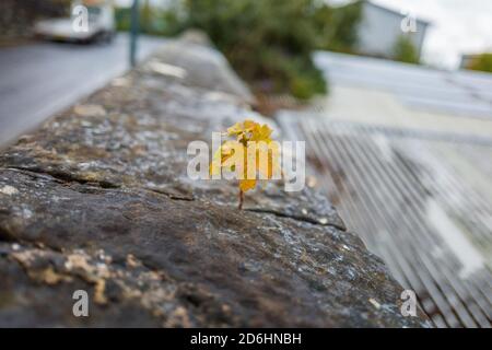 Field Maple sapling growing in the crevis of a stone wall in autumn colour. Stock Photo
