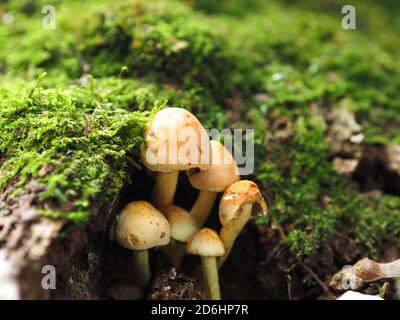 Mushrooms growing on a mossy tree stump, UK Stock Photo