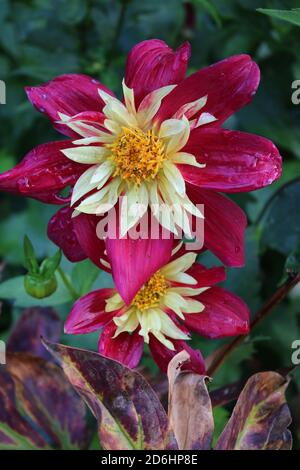 Close up of beautiful dahlia maroon pink yellow centre colour, organic flower petals in full bloom in English country garden in sun green background Stock Photo