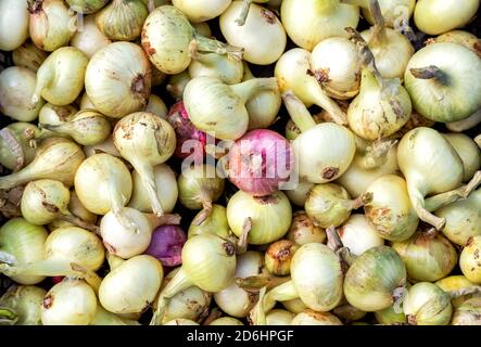 Freshly dug organic onions. New crop onions as background. Fresh shallots close up Stock Photo