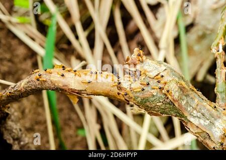 Termites are crawling on a branch of a tree, away from a desturbed nest.