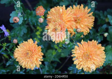 Close up of beautiful orange chrysanthemums in full bloom with multi petals in vibrant colour with delphiniums and daisies green background Autumn Stock Photo