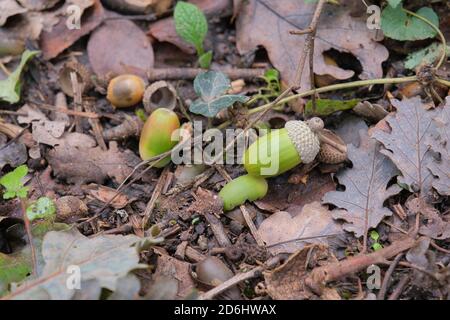 oak acorns fallen to the ground Stock Photo