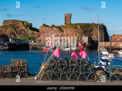 Ruined Dunbar Castle and harbour with stack of lobster pots or creels, East Lothian, Scotland, UK Stock Photo