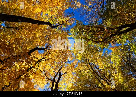 Looking up at brightly lit autumn trees in Quebec, Canada Stock Photo