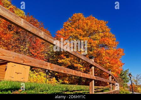 A fiery red maple tree in autumn in Quebec, Canada Stock Photo