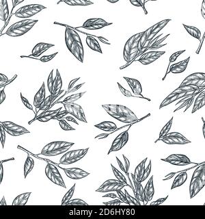 Green tea seamless vector pattern. Sketch hand drawn illustration of leaves and branches. Fashion textile print or background design. Stock Vector