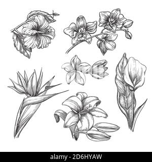 Tropical flowers set, vector sketch illustration. Hand drawn tropic nature and floral design elements. Hibiscus, plumeria, lily, calla, orchid isolate Stock Vector