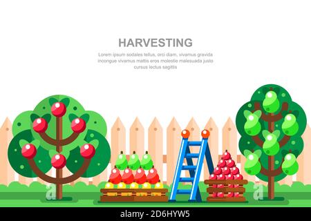 Country house gardening and harvesting vector illustration. Apple and pear trees, fruits in boxes near wooden fence. Summer landscape. Stock Vector