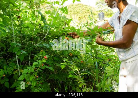 Harvesting Black Raspberries Stock Photo