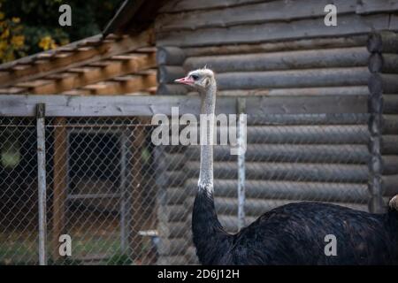 African ostrich on a farm Stock Photo