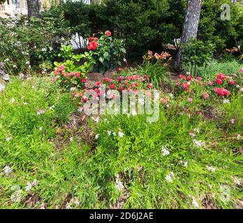 A South Carolina garden in May. Oak leaf hydrangea, gaura, drift roses, daylilies, and hibiscus in a colourful border. Stock Photo