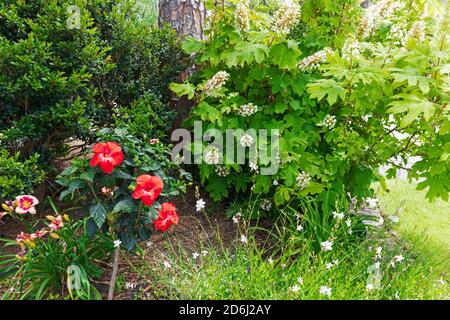 A South Carolina garden in May. Oak leaf hydrangea, gaura, daylilies and hibiscus in a colourful border.