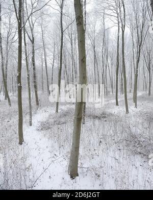 Snow-covered hiking trail through beech forest in winter, near Naumburg, Burgenlandkreis, Germany ( Sachsen-Anhalt) Stock Photo