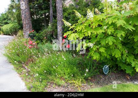 A South Carolina garden in May. Oak leaf hydrangea, gaura, drift roses and hibiscus in a colourful border at the edge of the drive. Stock Photo