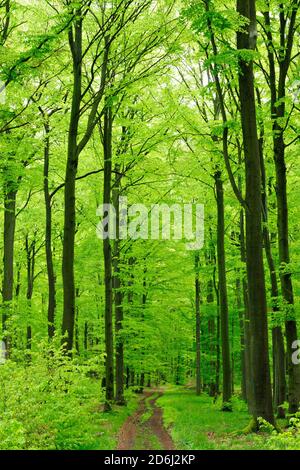 Hiking trail through near-natural beech forest in spring, fresh green, large old beeches, Steigerwald, Lower Franconia, Bavaria, Germany Stock Photo