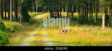 Hiking trail winds through open spruce forest in the light of the evening sun, small clearings and clearings, Harz National Park, near Braunlage Stock Photo