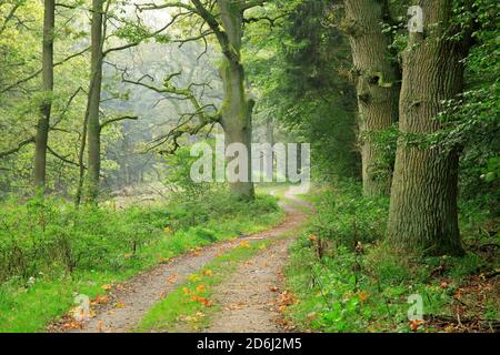 Hiking trail through atmospheric misty forest, gnarled old oak trees, Reinhardswald, Hesse, Germany Stock Photo