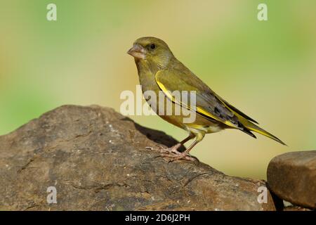 European greenfinch (Carduelis chloris) , Male sitting on a stone, Wilden, Siegerland, North Rhine-Westphalia, Germany Stock Photo