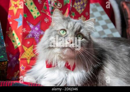 A long haired grey tabby cat with a Christmas theme.  Siberian Forest cat with green eyes and a white mane wearing a red bow tie. Stock Photo
