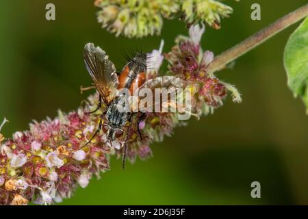 Eriothrix rufomaculata (Eriothrix rufomaculata) to horse mint (Mentha longifolia) Baden-Wuerttemberg, Germany Stock Photo