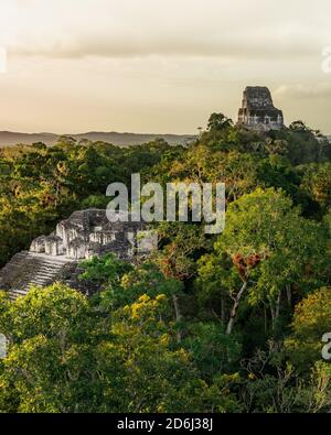 Mayan temple in the rainforest, ancient Mayan city, Tikal National Park, Guatemala Stock Photo