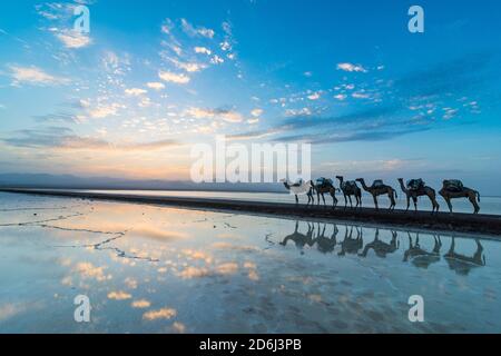 Camels loaded with rock salt slabs walk at sunset through a salt lake, salt desert, Danakil depression, Ethiopia Stock Photo