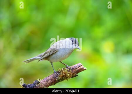 Blackcap (Sylvia atricapilla) , Male sitting on a root, Solms, Hesse Stock Photo