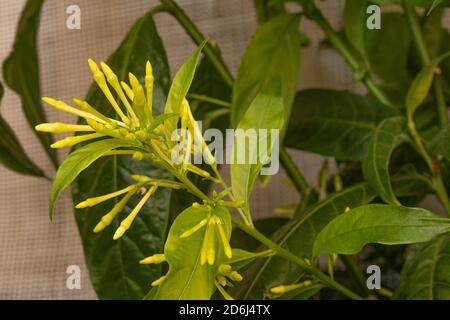 Cestrum nocturnum plant ( Night blooming jasmine ) Stock Photo