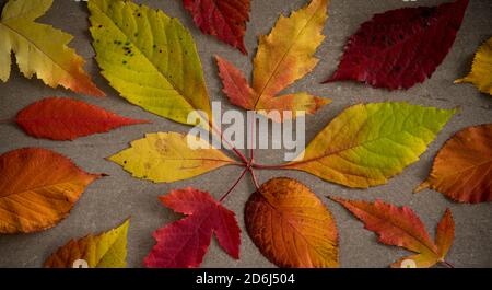 Different colorful autumn leaves, view from above. Stock Photo