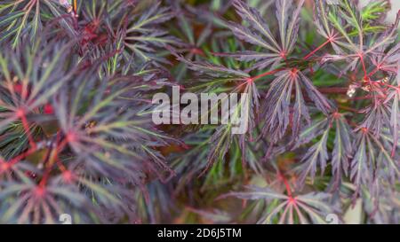 Closeup of an Acer palmatum plant colorful leaves under the sunlight Stock Photo