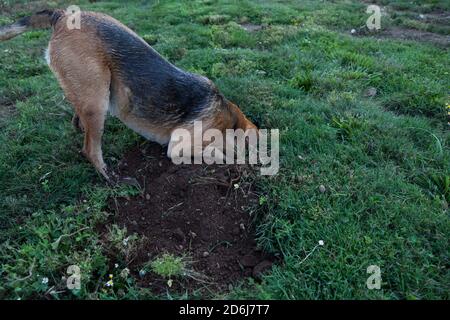 A large dog sticks her head in a gofer hole that she is digging outing search of the rodent in a green grass yard. Stock Photo