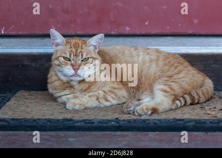 A pet cat with a grumpy expression rests on a doormat next to a red door at its home. Stock Photo