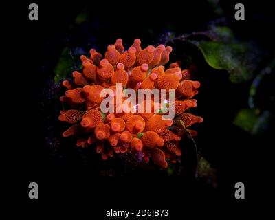 Bubble-tip anemone - Entacmaea quadricolor Stock Photo